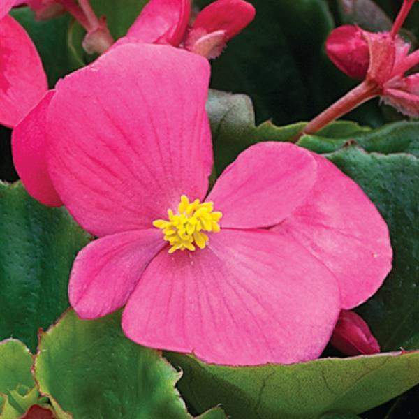 BEGONIA BADA BING ROSE