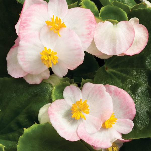 begonia-bada-bing-rose-bicolor-begonia-1665578018.jpg