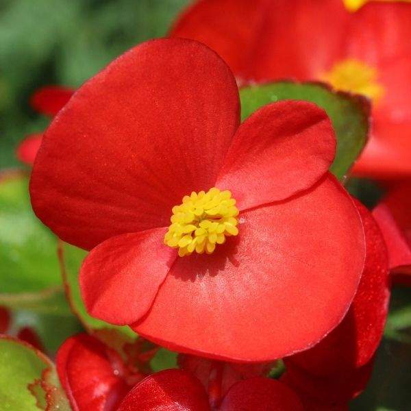 begonia-bada-bing-scarlet-begonia-1649187302.jpg