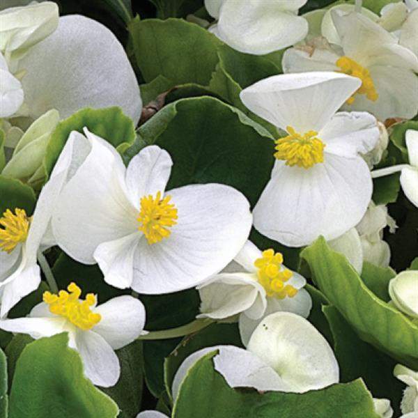 begonia-bada-bing-white-begonia-1665578062.jpg