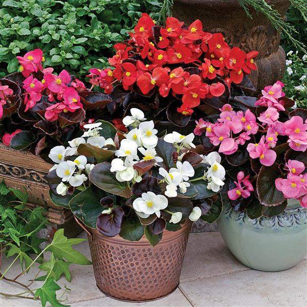 begonia-bada-boom-mix-begonia-1665577935.jpg