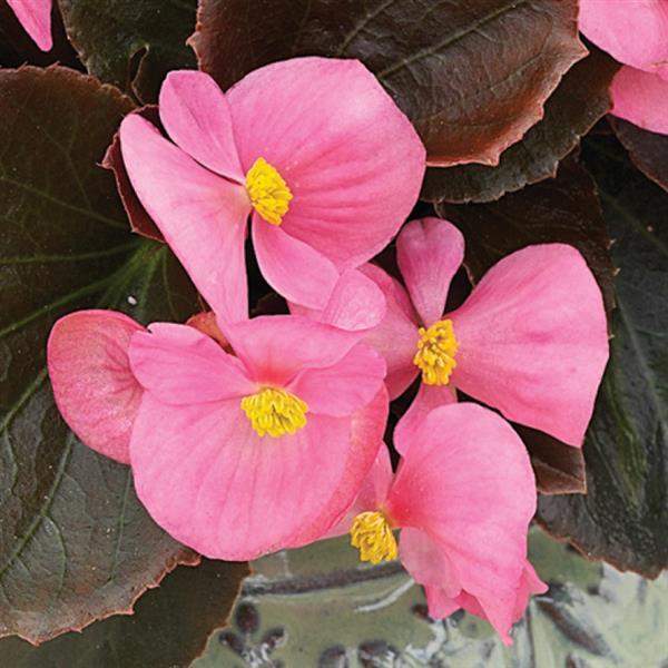 begonia-bada-boom-pink-begonia-1665579666.jpg