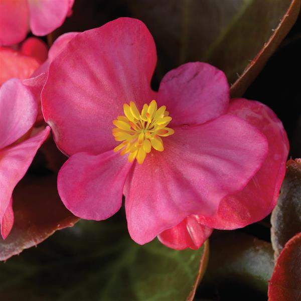 begonia-bada-boom-rose-begonia-1665579697.jpg