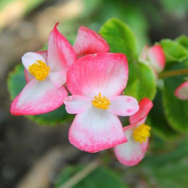 begonia-bada-boom-rose-bicolor-begonia-1649187293.jpg