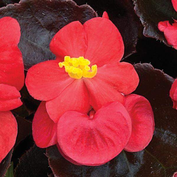 begonia-bada-boom-scarlet-begonia-1665579746.jpg