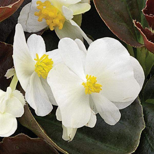 begonia-bada-boom-white-begonia-1665579771.jpg