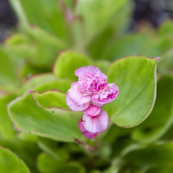 Begonia Double Geneva Pink