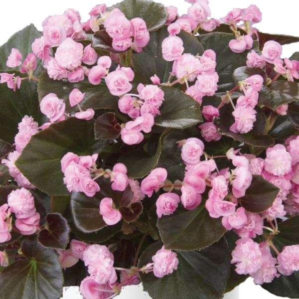 begonia-doublet-pink-begonia-1659377233.jpg