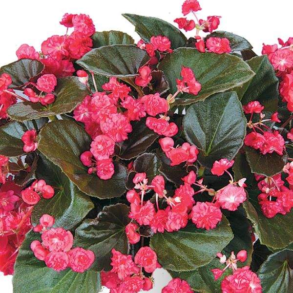BEGONIA DOUBLET RED