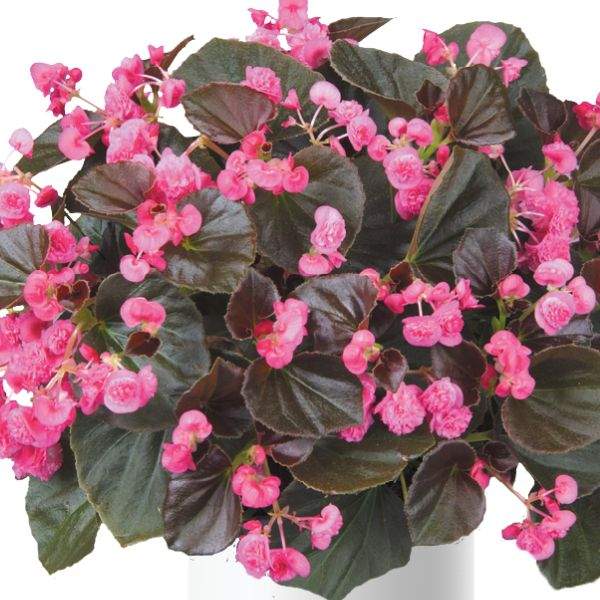begonia-doublet-rose-begonia-1659377256.jpg