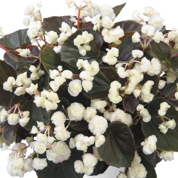 BEGONIA DOUBLET WHITE