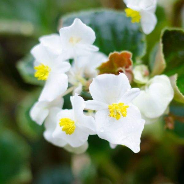 begonia-emperor-white-begonia-1649187247.jpg