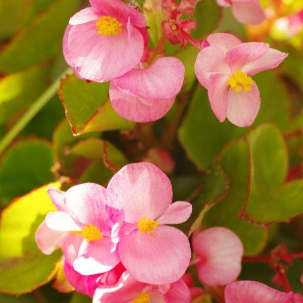 BEGONIA EUREKA PINK BL