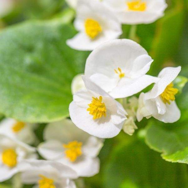 begonia-eureka-white-bl-begonia-1649187276.jpg