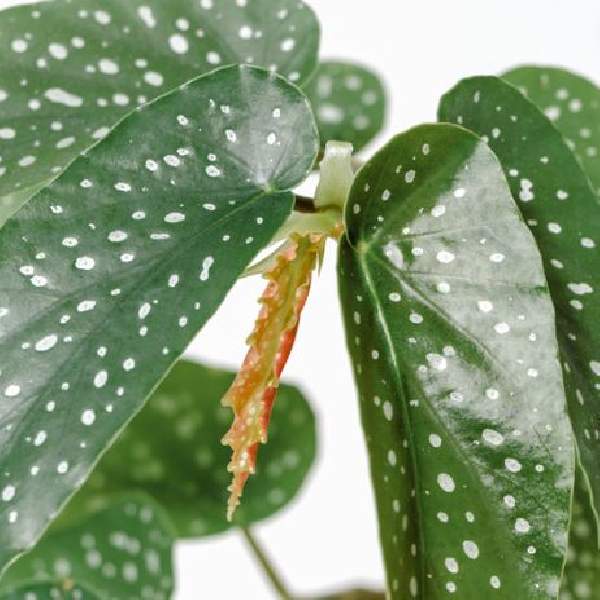 ANGEL WING BEGONIA MACULATA