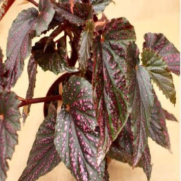 ANGEL WING BEGONIA MACULATA PINK SPOT