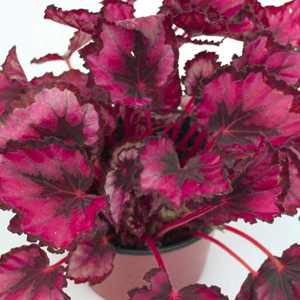 Begonia Red Slippers