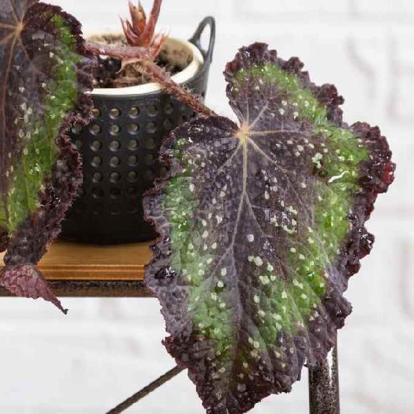 Begonia Rex African Jungle
