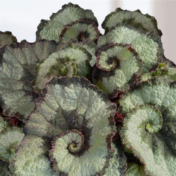 Begonia Rex Escargot