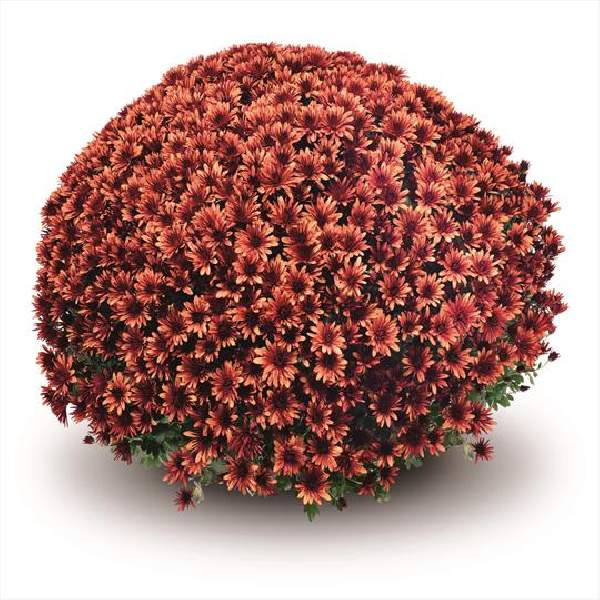belgian-mum-aduro-orange-garden-mums.jpg