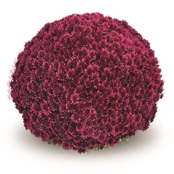 belgian-mum-aduro-purple-garden-mums-1642097478.jpg