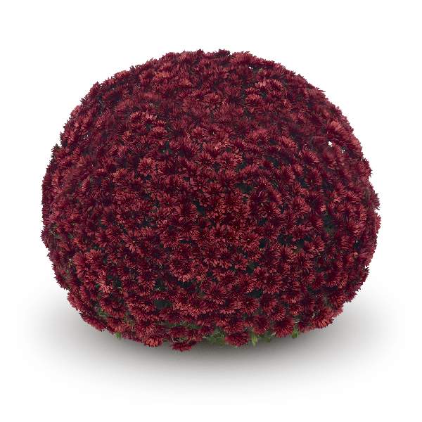 belgian-mum-aduro-red-garden-mums-1642097528.jpg
