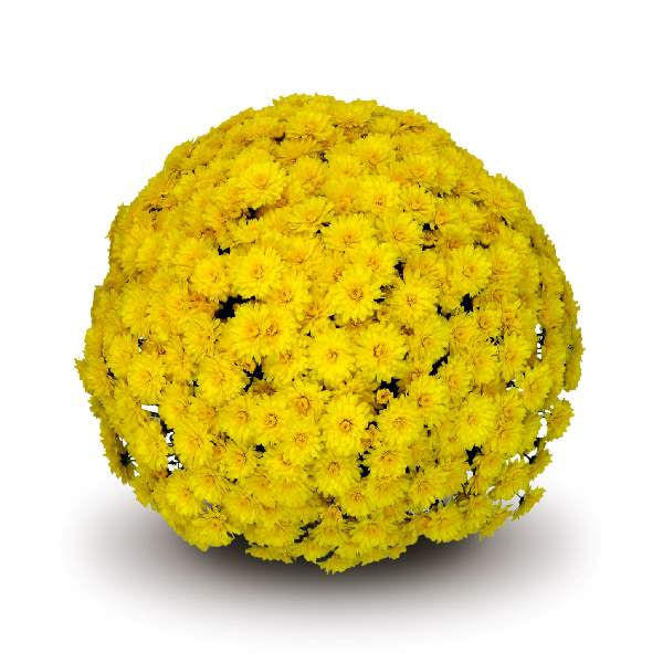 belgian-mum-allegra-yellow-garden-mums-1642111764.jpg