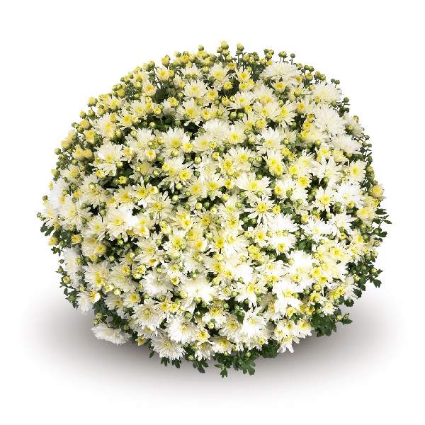 belgian-mum-aluga-white-garden-mums-1642111816.jpg
