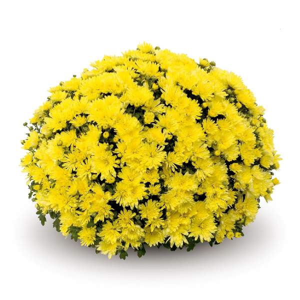 belgian-mum-aluga-yellow-garden-mums-1642111876.jpg