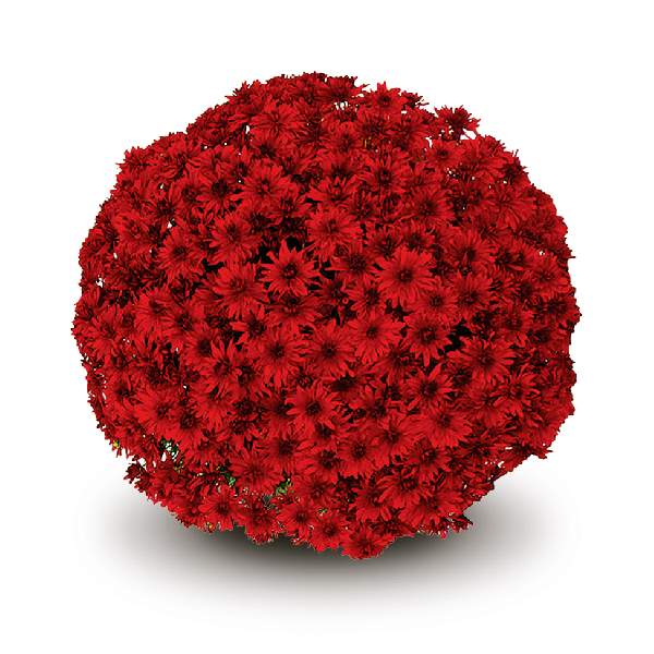belgian-mum-amadora-red-garden-mums-1642111921.jpg