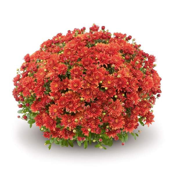 belgian-mum-amiko-bronze-garden-mums-1642111973.jpg