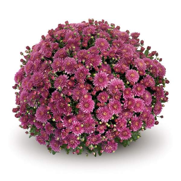 belgian-mum-amiko-violet-garden-mums-1642112023.jpg