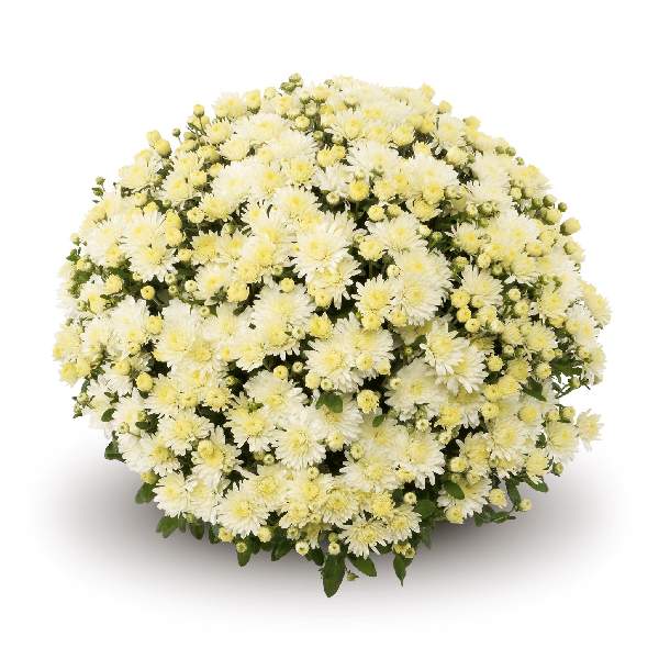 belgian-mum-amiko-white-garden-mums-1642112067.jpg