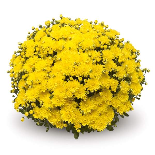 belgian-mum-amiko-yellow-garden-mums-1642112125.jpg