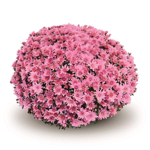 belgian-mum-arluno-dark-pink-garden-mums-1642097670.jpg