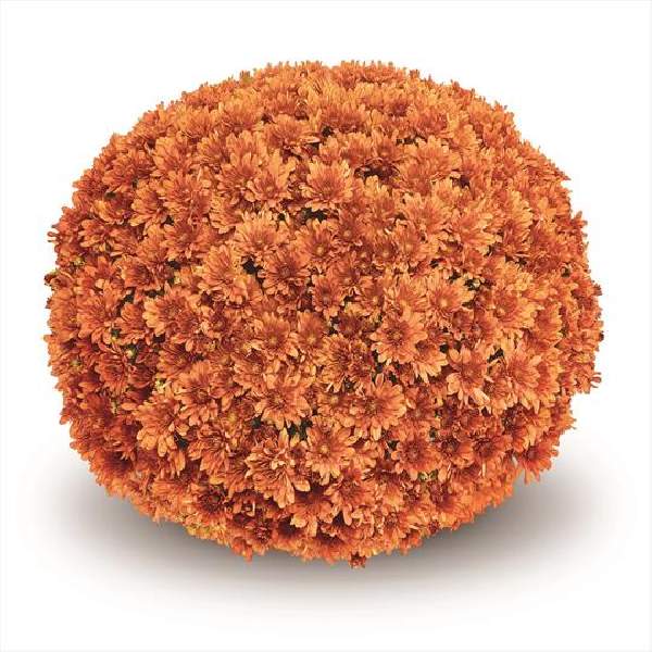 belgian-mum-arluno-orange-garden-mums.jpg