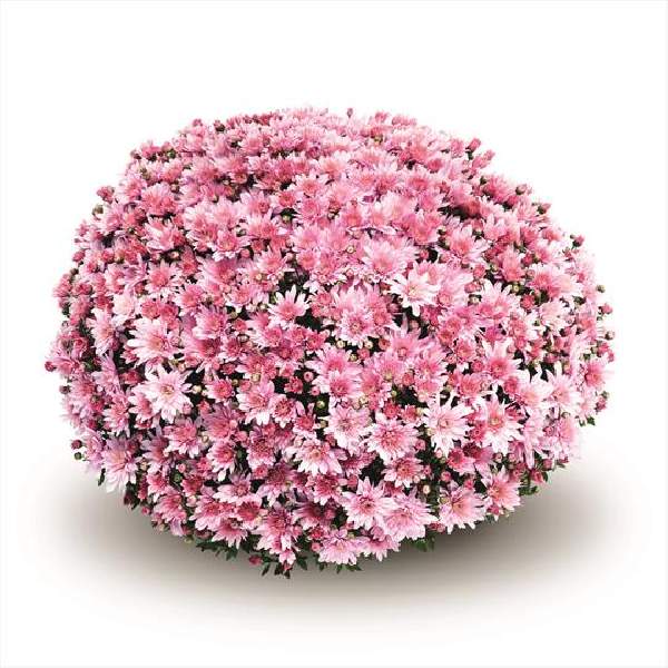 belgian-mum-arluno-pink-garden-mums.jpg