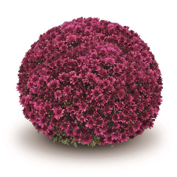 belgian-mum-arluno-purple-garden-mums-1642097723.jpg