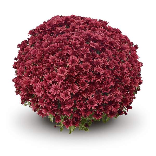 belgian-mum-arluno-red-garden-mums-1642110885.jpg
