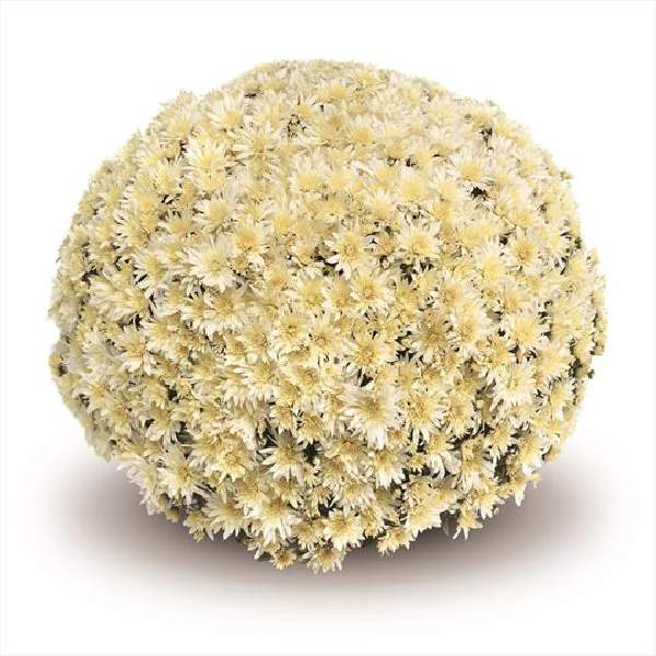 belgian-mum-arluno-vanilla-garden-mums.jpg