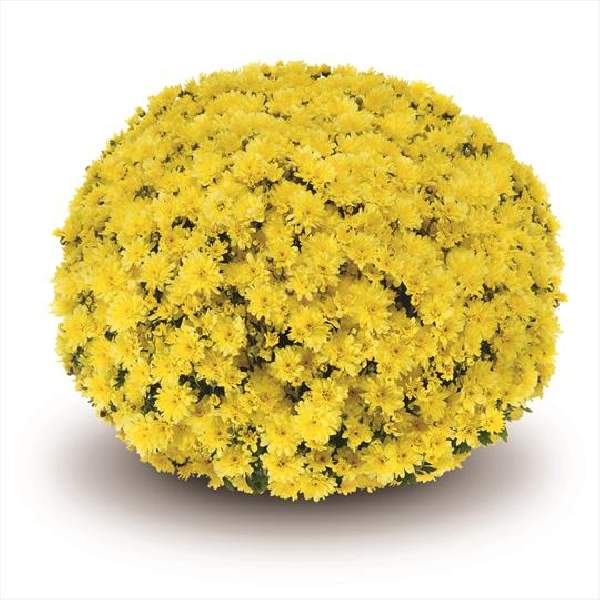belgian-mum-arluno-yellow-garden-mums.jpg