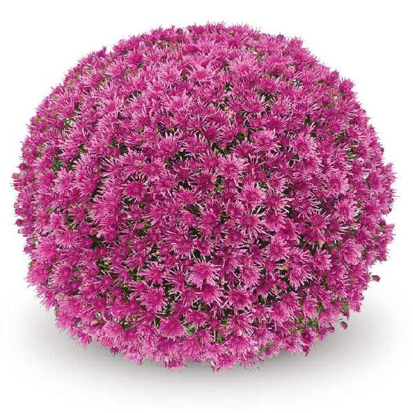 belgian-mum-baoli-lilac-garden-mums-1681589830.jpg