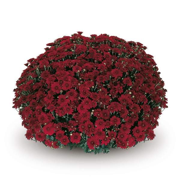 belgian-mum-camina-red-garden-mums-1642112474.jpg