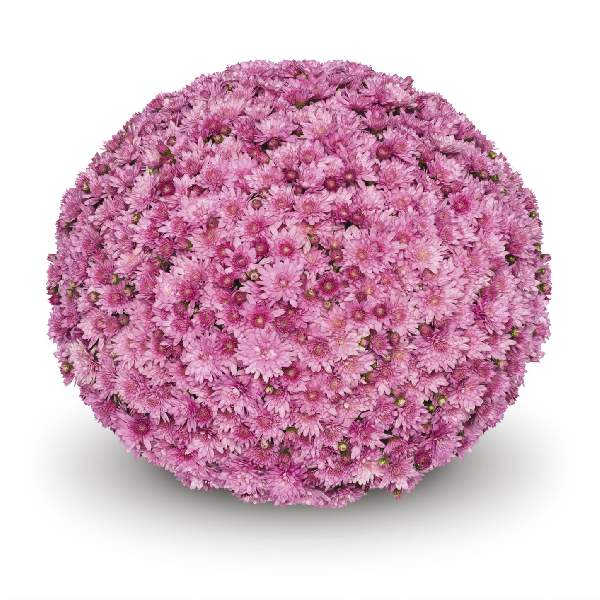 belgian-mum-cipriani-pink-garden-mums-1642110962.jpg