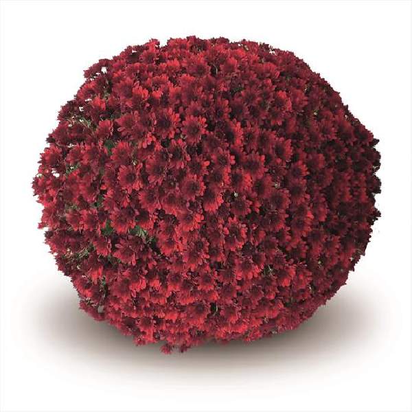 belgian-mum-como-red-garden-mums.jpg