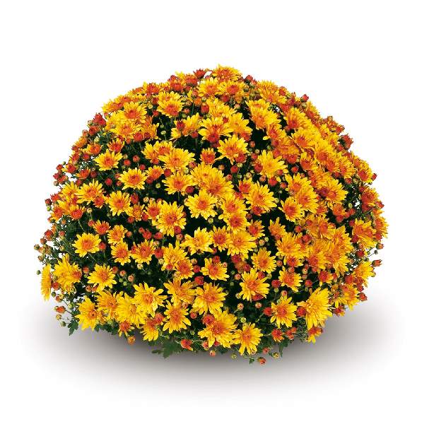 belgian-mum-conaco-gold-garden-mums-1642112638.jpg