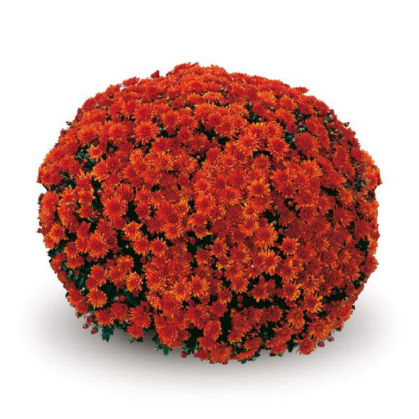 belgian-mum-conaco-orange-garden-mums-1642112709.jpg