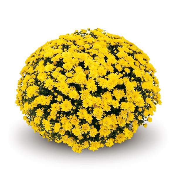 belgian-mum-conaco-yellow-garden-mums-1642112784.jpg