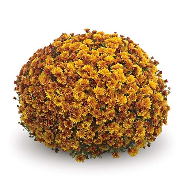 belgian-mum-conella-orange-garden-mums-1642112853.jpg