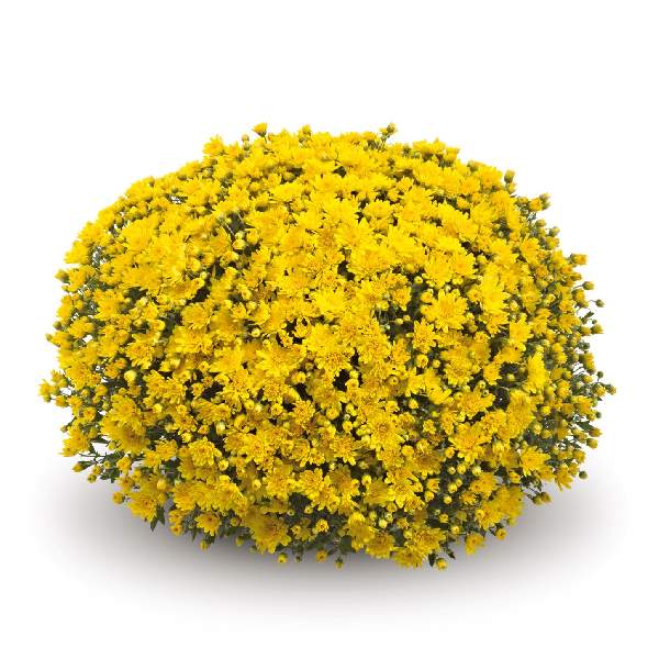 belgian-mum-conella-yellow-garden-mums-1642113061.jpg